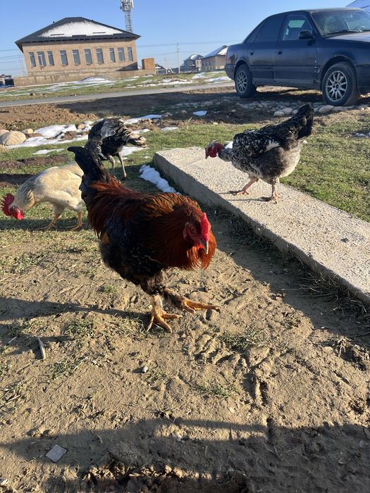 Қораз сатылады Петух