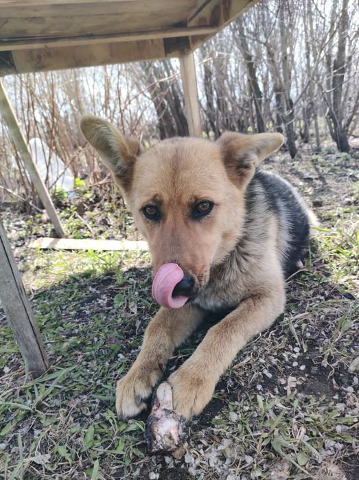 Отдам собачку девочку