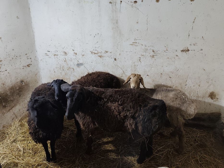 Uy sharoitida boqilgan qo‘ylar sotiladi