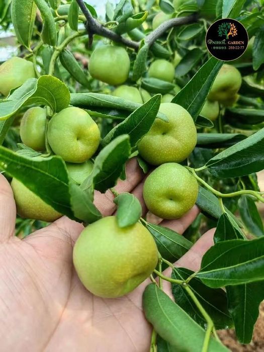 Зизифус жийда привитий