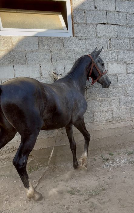 Продам Орловскую Кобылку