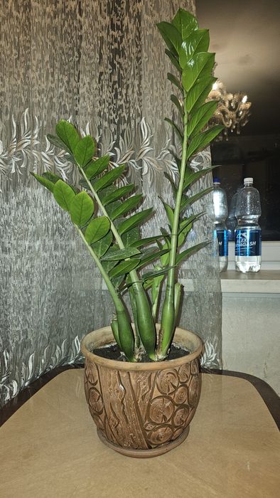 Продам цветок Долларовое дерево