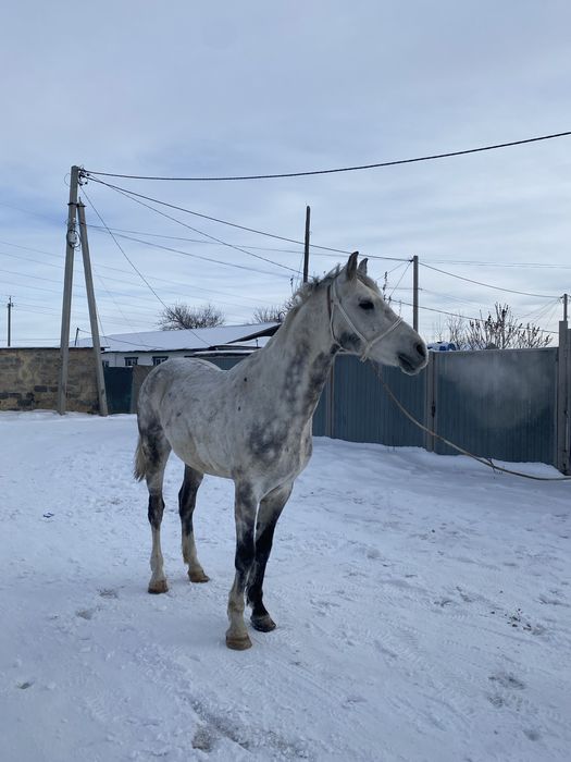Продам жеребца Англо Араб