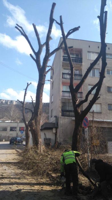 Рязане на високи и опасни дървета
