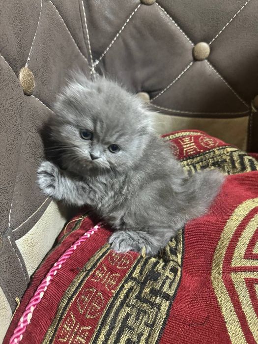 Котята скотиш фолд