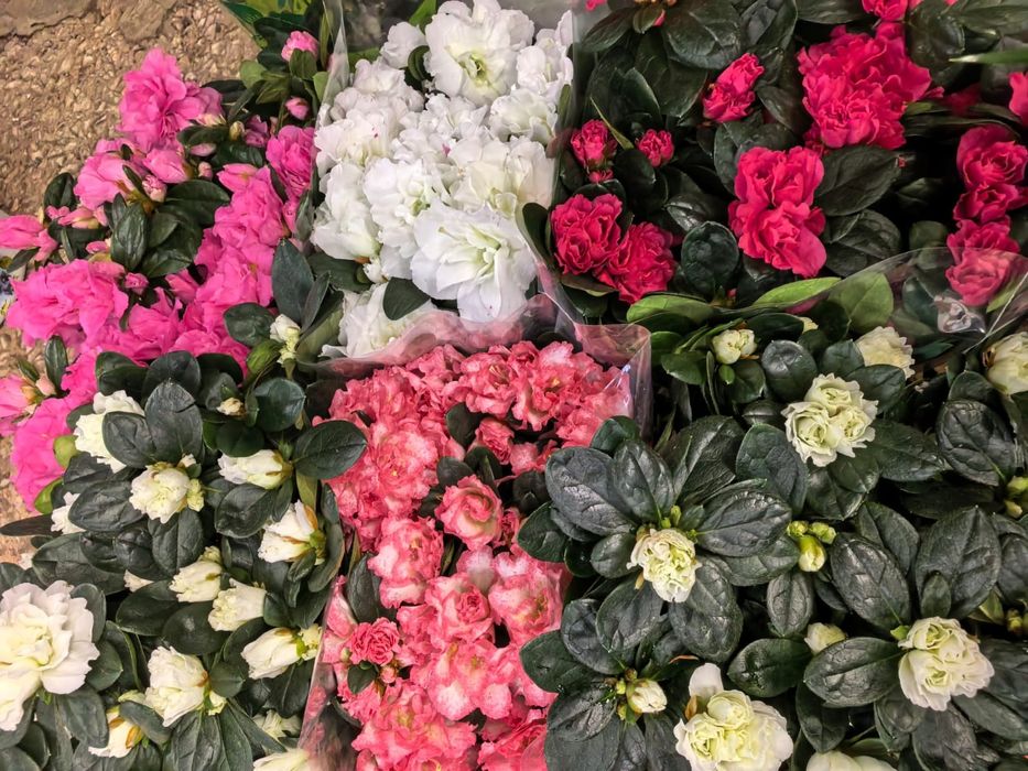 Роза каланхоэ бегония цикламен