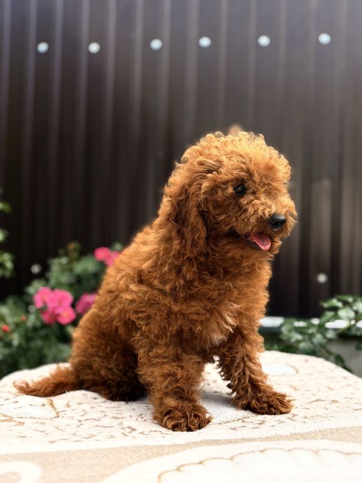 Vand baietel pudel/poodle/caniche