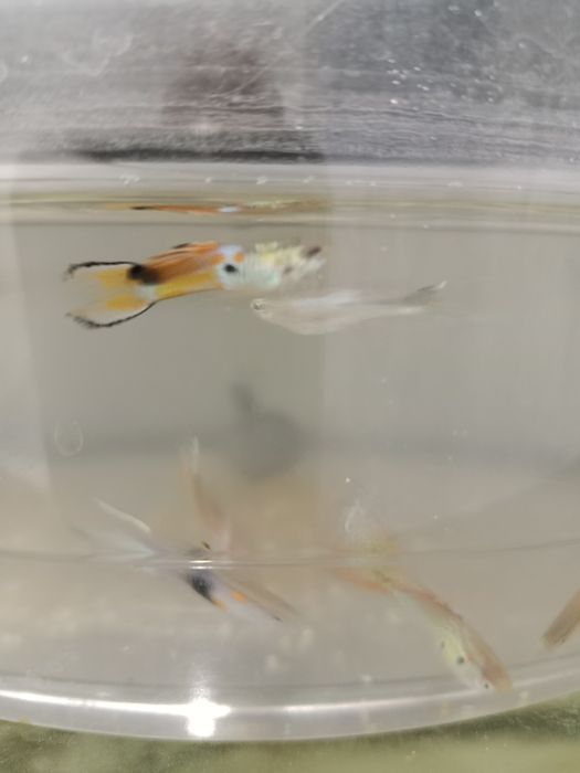 Аквариумный рыбка