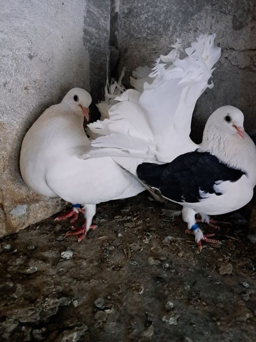 De vânzare porumbei voltați