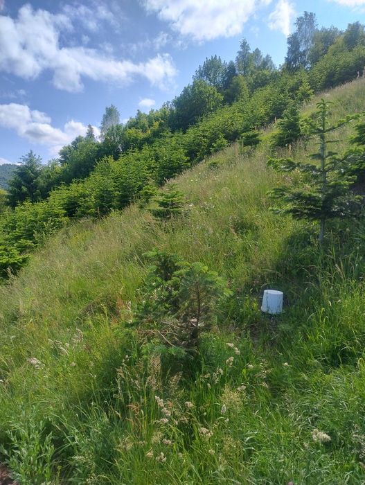 Crengi de brad la balot