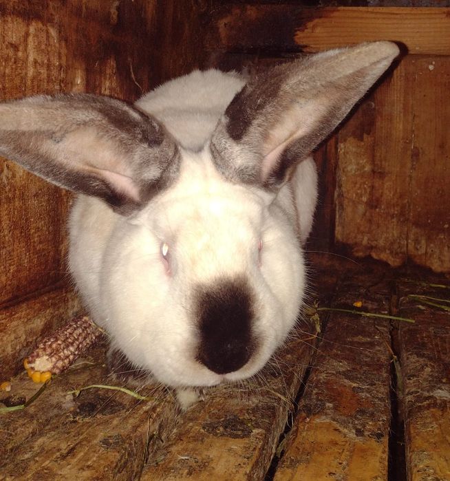 Iepure de rasă Uriaș de Transilvania și alb de Debretin