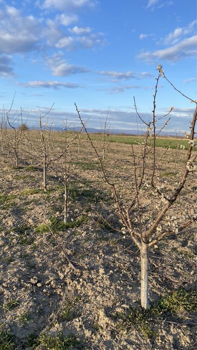 Продава се Земеделски имот в с. Крислово, Област Пловдив -  кв.м за 2267 €/дка - Снимка #13