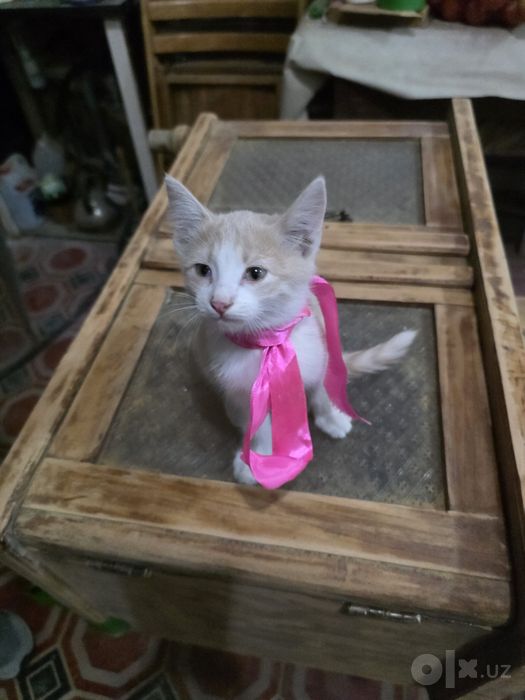 Персиковый котёнок бесплатно, мальчик