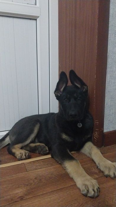 Немецкая овчарка. Щенок продам