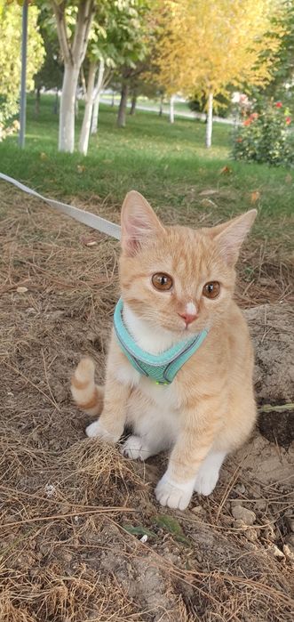 Котенок 5  месяца