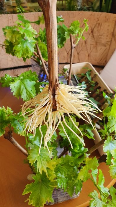 Виноград. Саженцы.