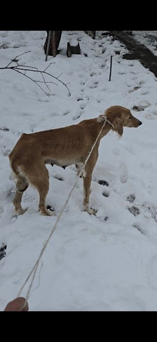 1.5жасар тазы сатылады жүйрік