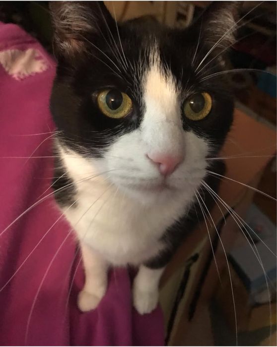 Pet sitter -pisici si caini