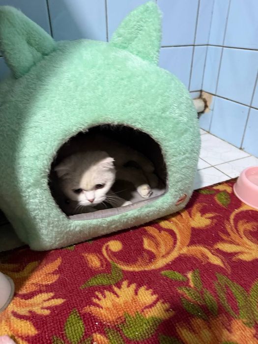 Продается кошечка и 5 котята ,  цена за  всех