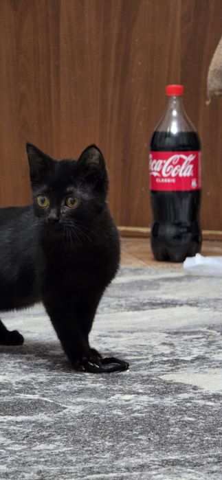 В добрые руки, черный кот мальчик, 3-4 месяца