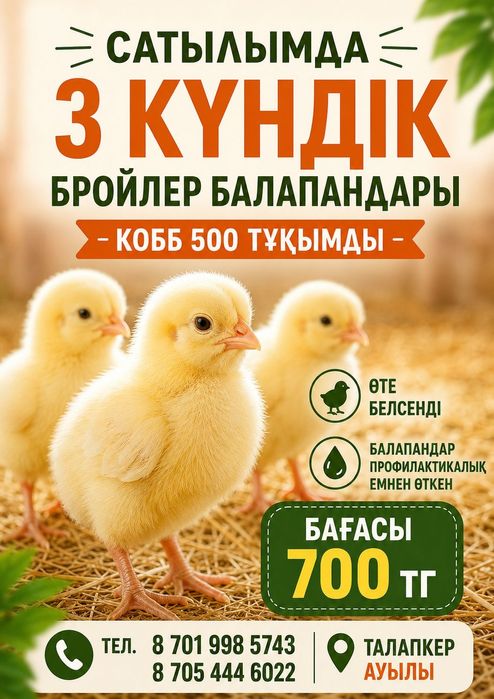 Цыплята бройлера Кобб 500