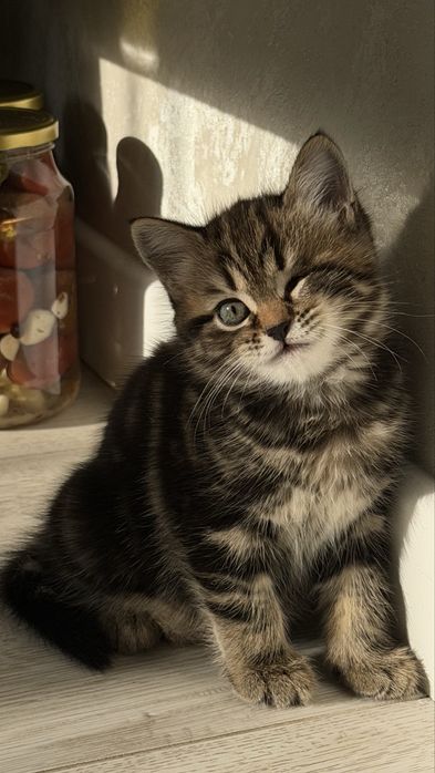 Котята помесь британца и шотландца