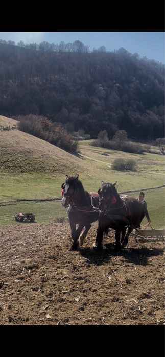 Vand doi manji de doi ani