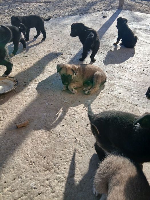 Отдам щенков в добрые руки!