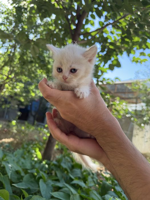 Котята породистые шиншилы
