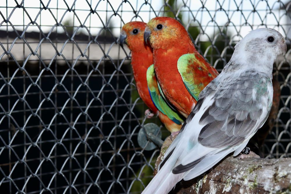 Пойни папагали Топ качество