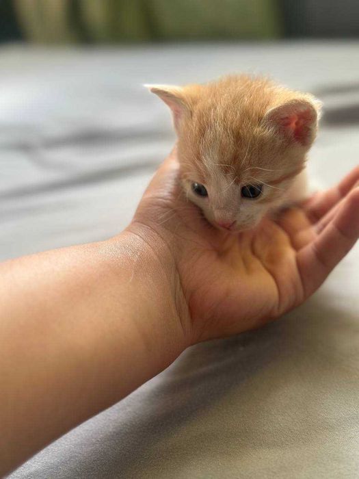 Мурчащие комочки счастья ищут дом