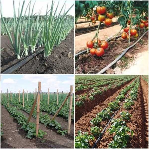 Tub Furtun Picurare Sera Gradina Rola 50m/l Duze in 30cm LivratGRATUIT