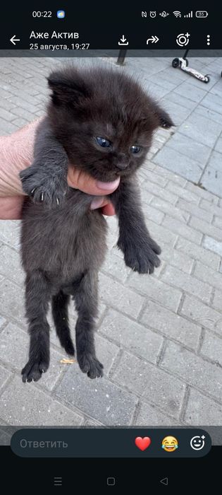 Отдам котят бесплатно