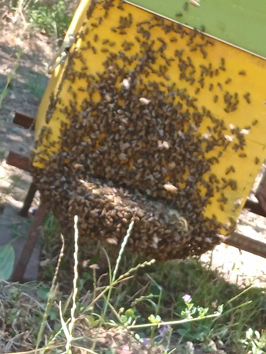 Miere de albina NATURALĂ
