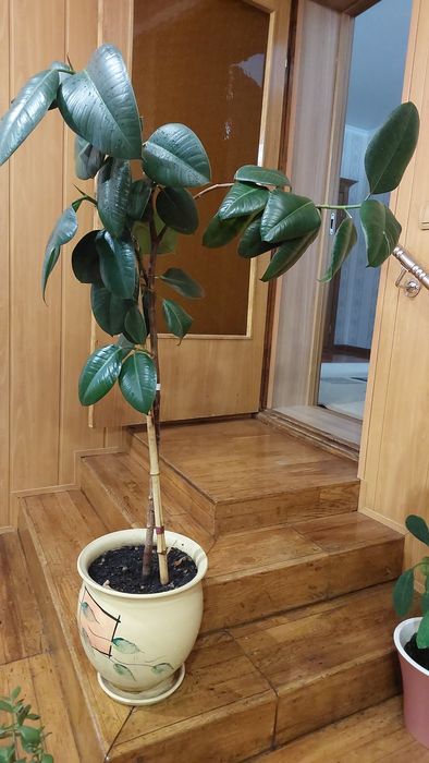 "Фикус" Комн. Цветок