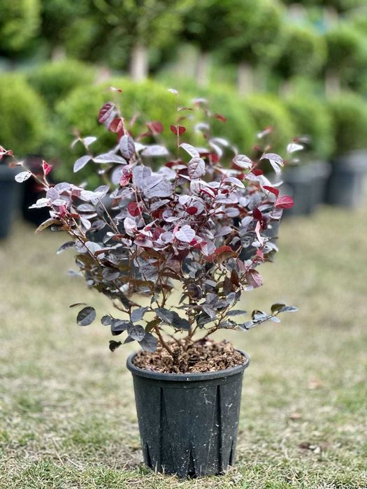 Potinia  prunus plante