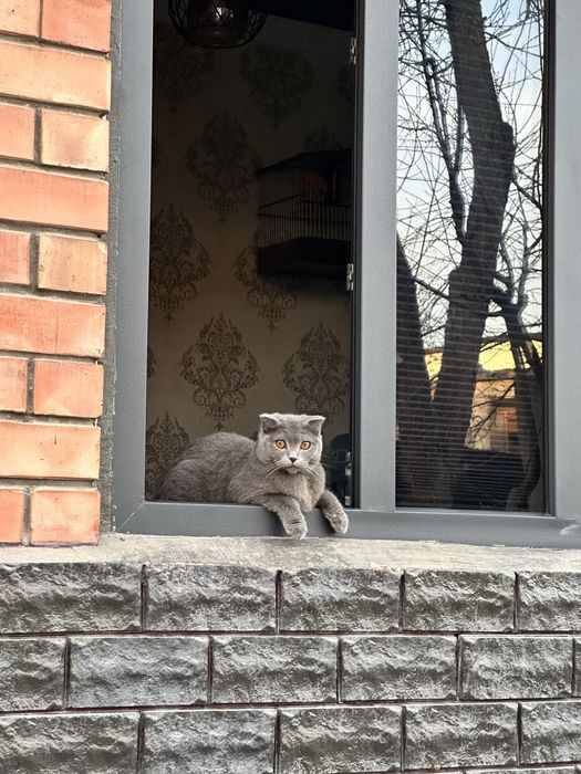 Скотиш фолд девочка