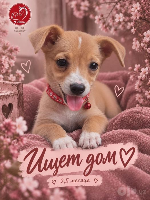 Подарите Мириндочке лучшую семью