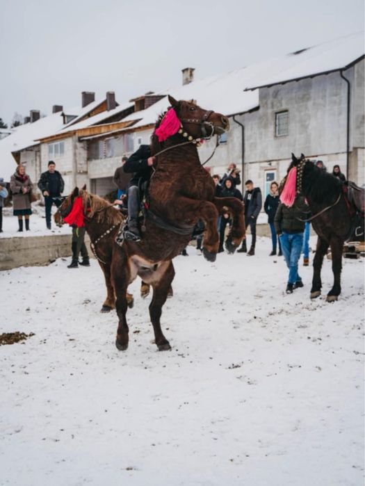 Vand armasar de 5 ani