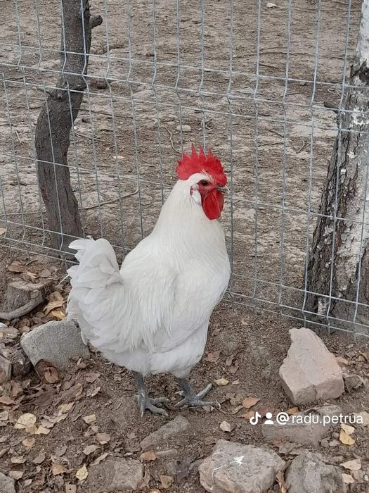 Pui la bresse au o zi