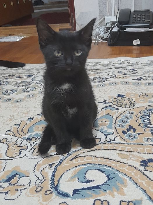 Отдам котёнка в добрые руки