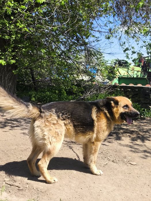 Овчарка сатылады