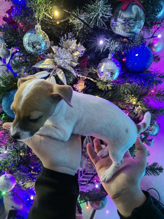 Jack Rusel Джак Ръсел - истински зверчета , уникални чистокръвни -/:””