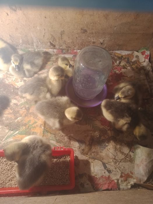 домашнее  гусята...