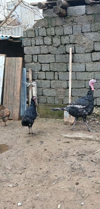 Үндік  Шымкентте