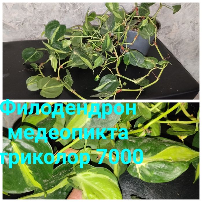 Комнатные  цветы