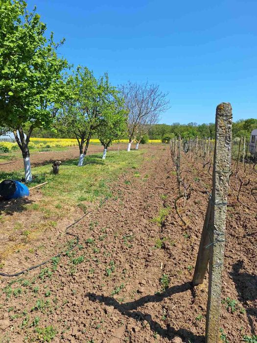 Продава се Парцел в с. Китка, Област Варна - 2000 кв.м за 13 €/кв.м - Снимка #5