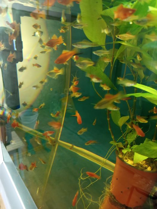 Аквариумный рыбки