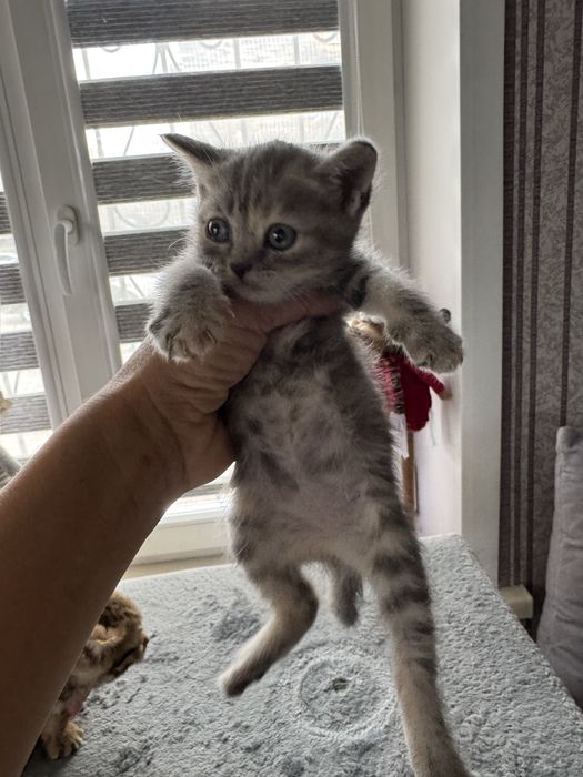 Отдам котят в добрые руки.