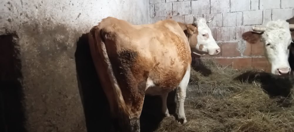 Vând vacă de abator